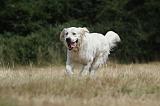 GOLDEN RETRIEVER 742